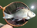 初冬の管理池・長竿で楽しむ.jpg