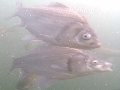 盛期のへらぶな釣り・カラツン徹底解明!.jpg