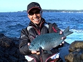 ライン操作で釣果は変わる!和歌山県串本の寒グレ.jpg